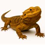 Для рептилий