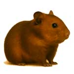 Для грызунов