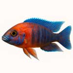 Для аквариумных рыбок